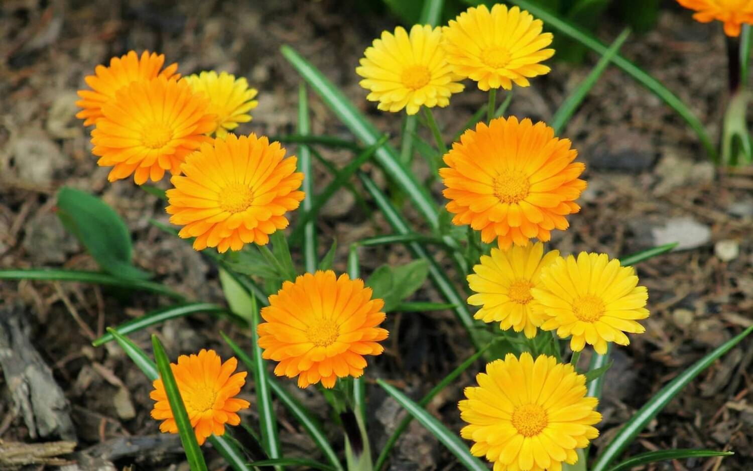 Calendulas